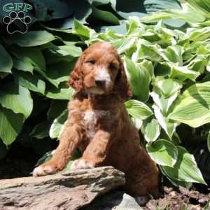 Rosie, Irish Doodle Puppy